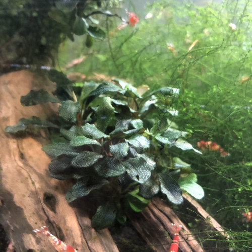 Bucephalandra