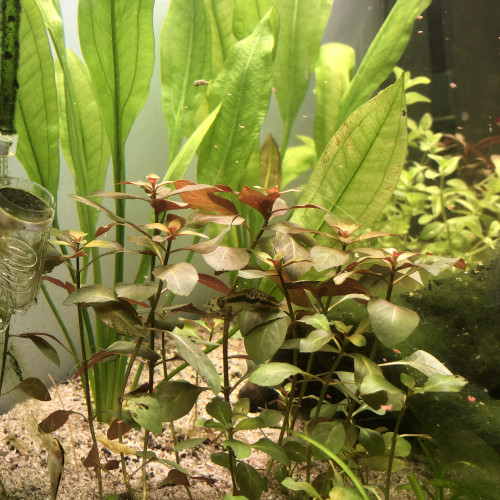 Ludwigia repens 'Rubin'