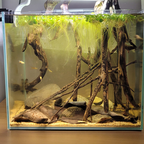 Aquascape amazonien complet