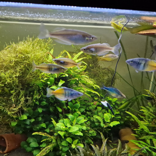 Melanotaenia