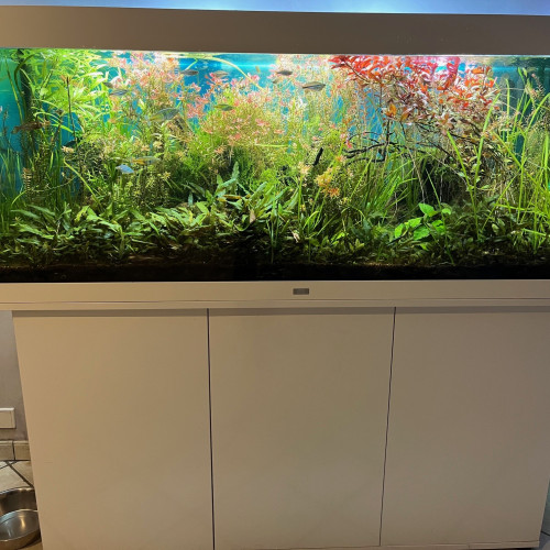 Aquarium complet excellent état et de grande qualité vendu avec poissons mélanotaénia