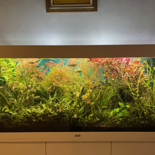 Aquarium complet excellent état et de grande qualité vendu avec poissons mélanotaénia