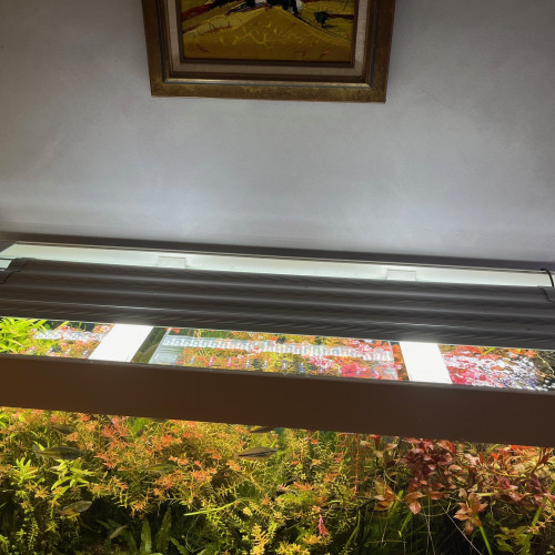 Aquarium complet excellent état et de grande qualité vendu avec poissons mélanotaénia