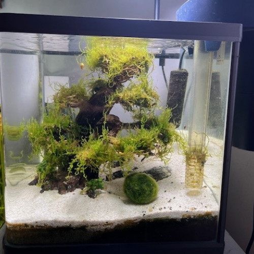 Aquarium 20 litres complet avec décor (sans poissons ni crevettes)