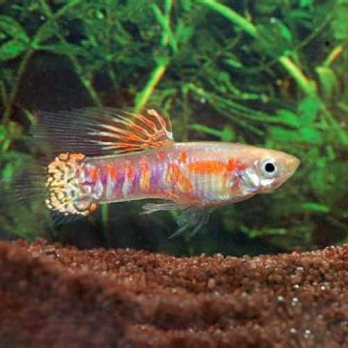 Guppy endler Ginga Rubra ( souche rare )