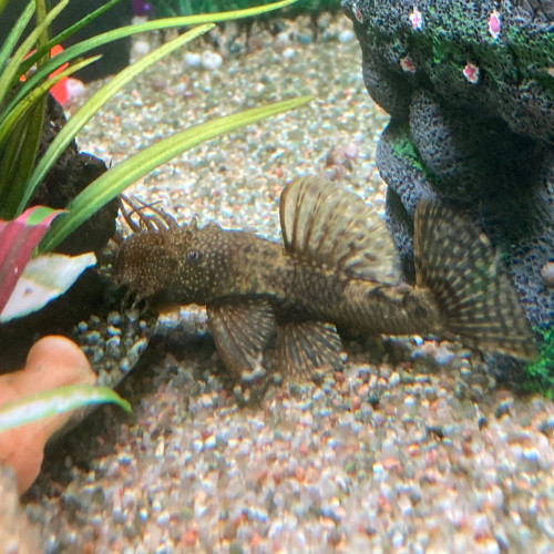 DON - 1 poisson "laveur de vitre" : à priori un ANCISTRUS