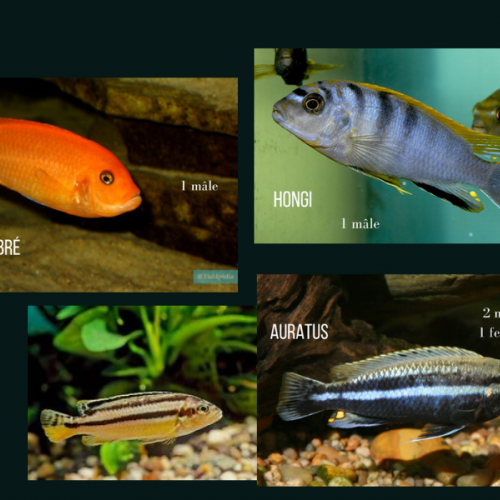 Ventes de poissons reproducteurs Cichlidés africains (Mbunas) du lac Malawi.