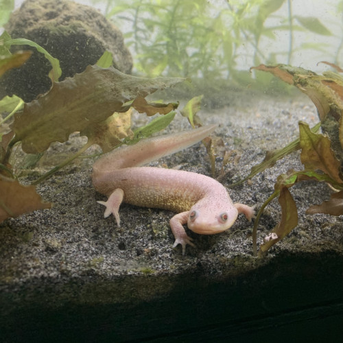Triton Espagnol