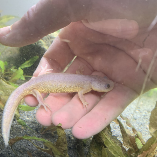 Triton Espagnol