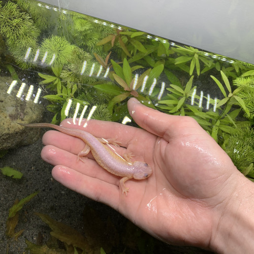 Triton Espagnol