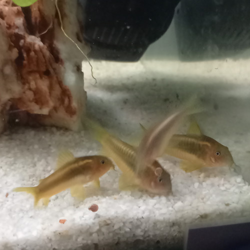 Corydoras gold Line CW10