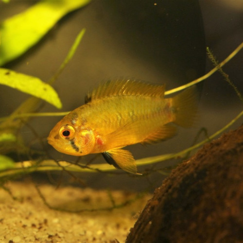 Don apistogramma borelli femelle