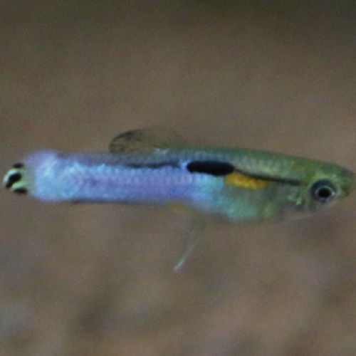 Guppy endler blue japan