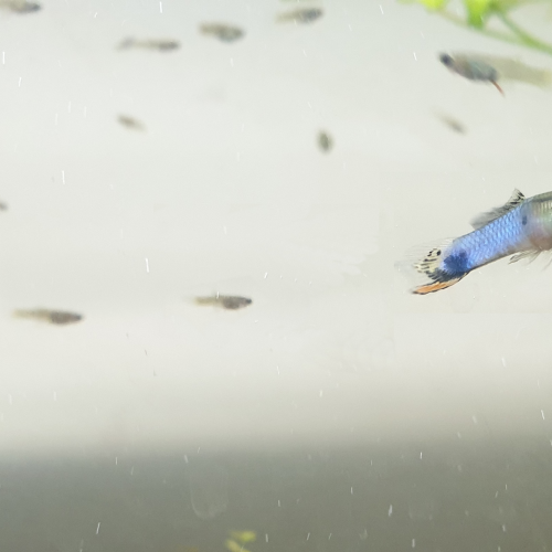 Guppy endler blue japan