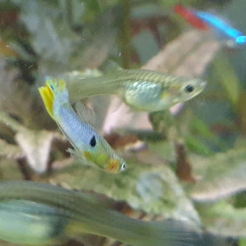 Guppy endler blue japan