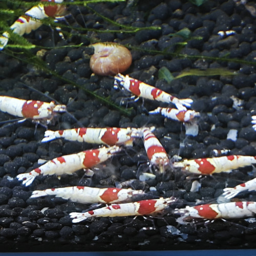 Crystal red pur red Line disponible