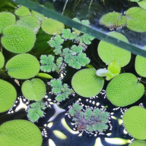 "Lot plantes fougères aquatiques flottantes 2 espèces Azolla et Salvinia"