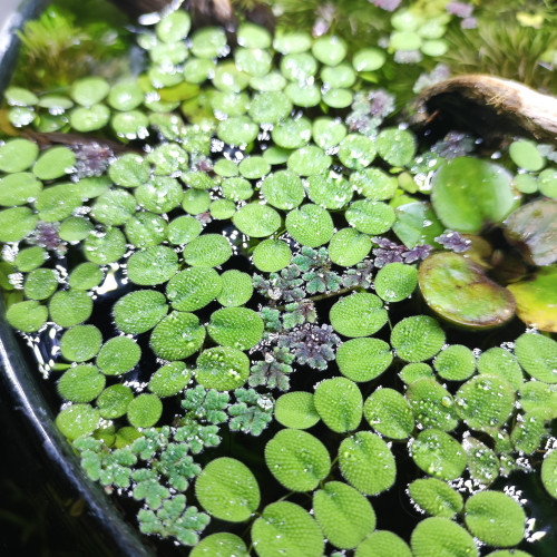 "Lot plantes fougères aquatiques flottantes 2 espèces Azolla et Salvinia"