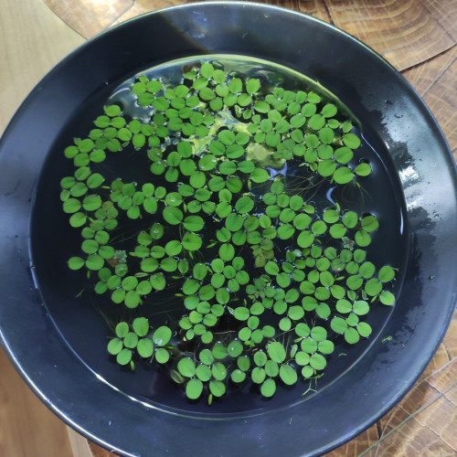 "Lot plantes fougères aquatiques flottantes 2 espèces Azolla et Salvinia"