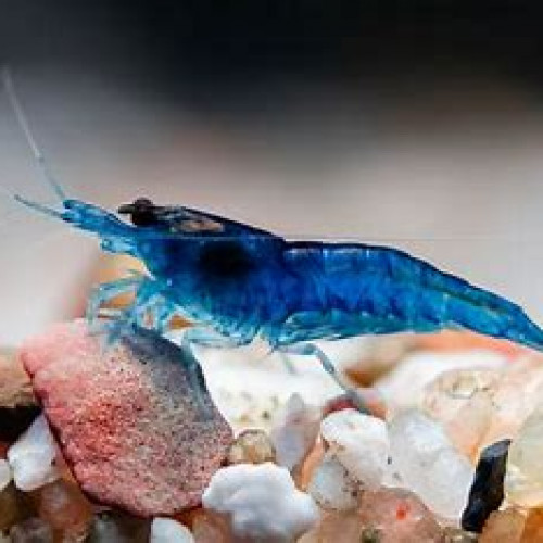 Crevettes d'eau douce rili blue ou blue velvet