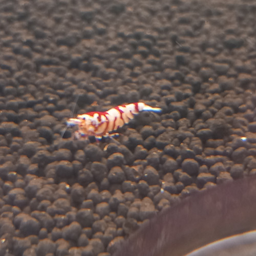 Crevettes Fancy Tiger Red