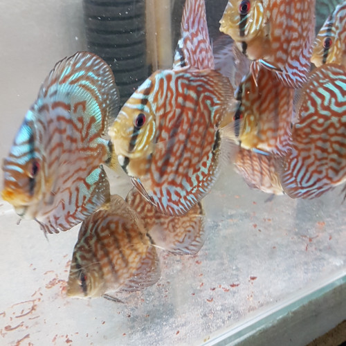 Discus turquoise bleu brillant