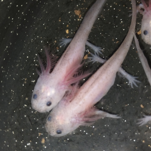 Axolotl Cooper leucistique et leucistique tacheté