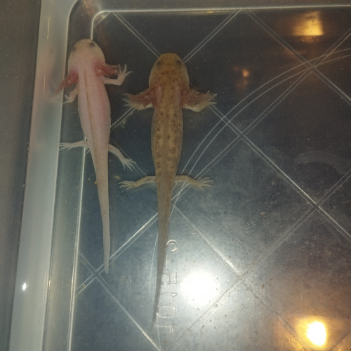 Axolotl Cooper leucistique et leucistique tacheté