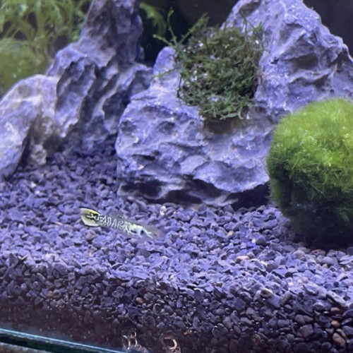 Guppy endler Tiger