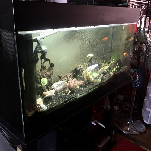 Aquarium 400 litres avec meuble, décor et accessoires
