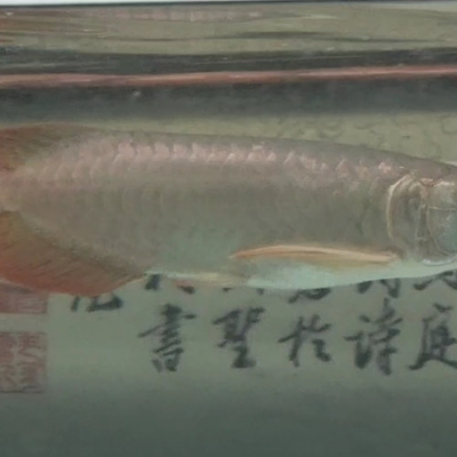 Super red arowana