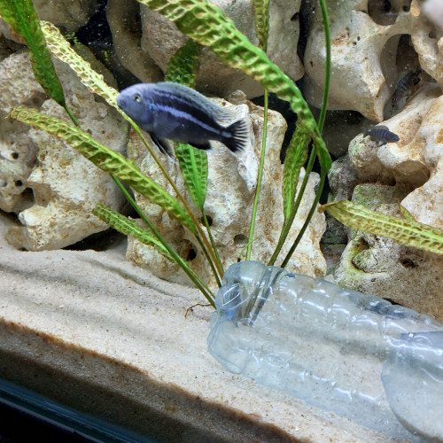 Melanochromis dialeptos narungu sauvage