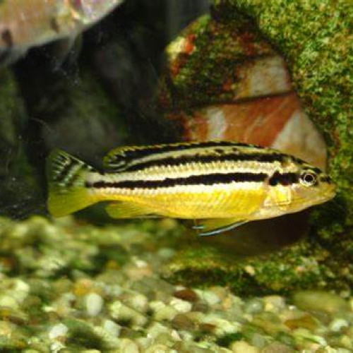 melanochromis auratus