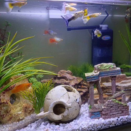 Vente Aquarium 60L avec des Guppys et des Platys