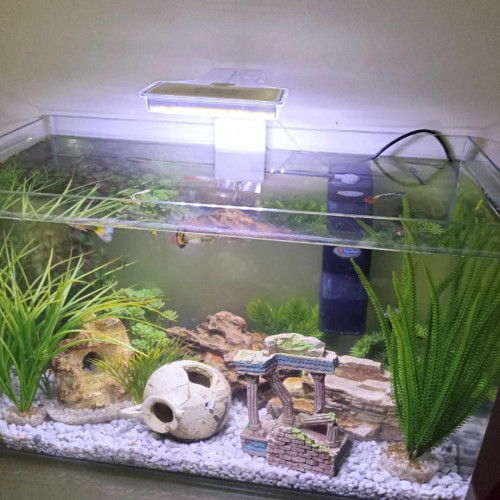 Vente Aquarium 60L avec des Guppys et des Platys