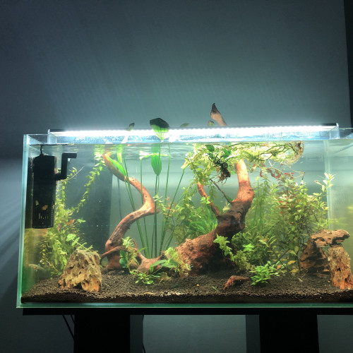 Recherche don petit aquarium cuve nue