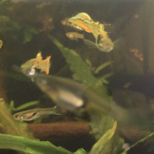 Guppy endler