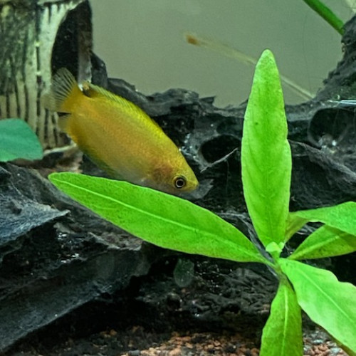 Donne Gourami miel mâle contre bon soins