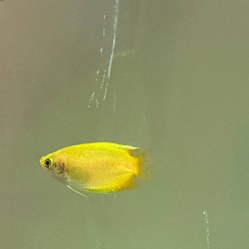 Donne Gourami miel mâle contre bon soins