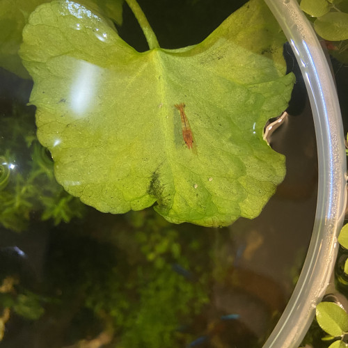 Donne neocaridina multicolores