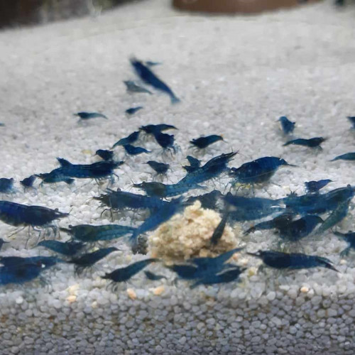 Crevettes Neocaridina Davidi blue velvet, annonce en ligne = dispo