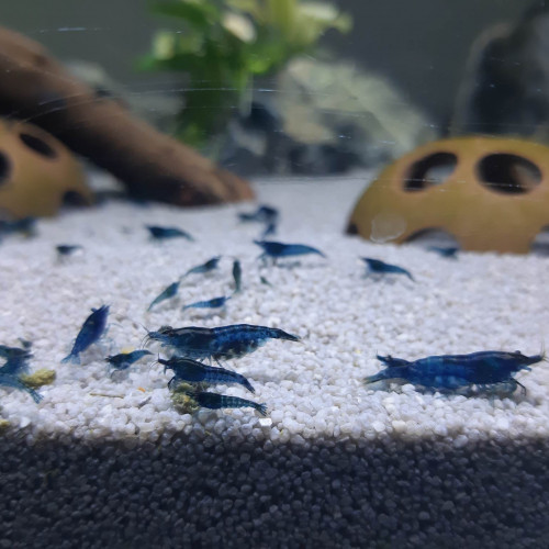 Crevettes Neocaridina Davidi blue velvet, annonce en ligne = dispo