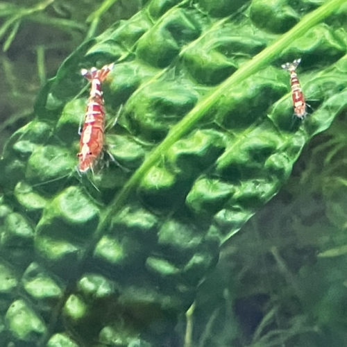 Caridina tibee (fancy déclassées)