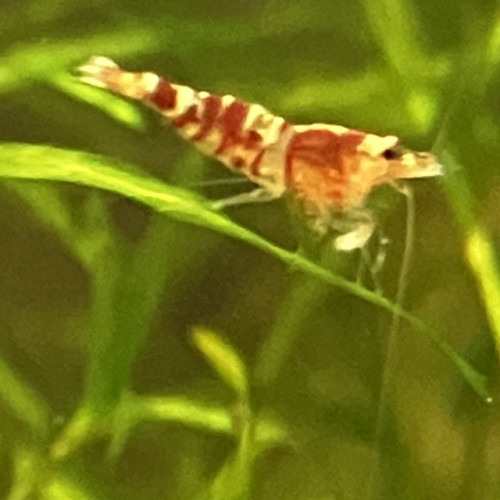 Caridina tibee (fancy déclassées)