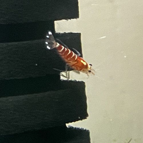 Caridina tibee (fancy déclassées)