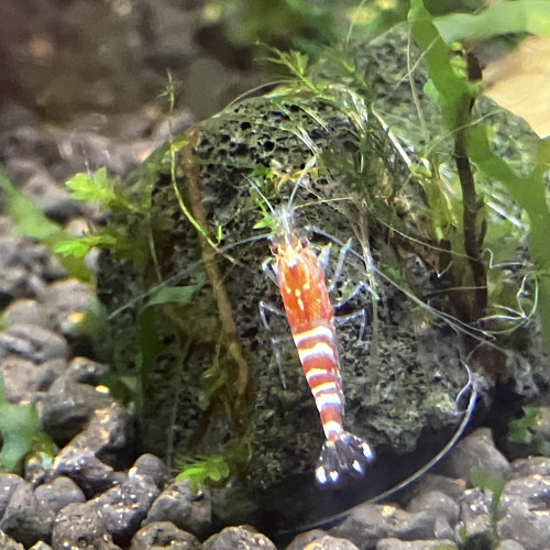 Caridina tibee (fancy déclassées)