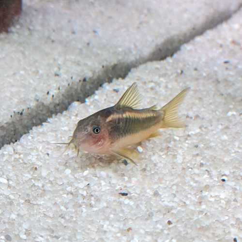 Corydoras lazer gold CW10