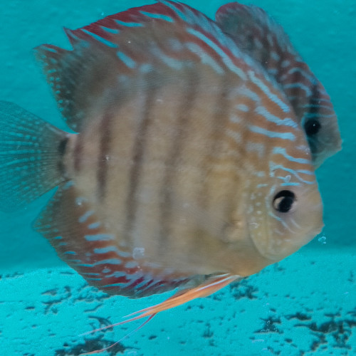 Vends discus adultes