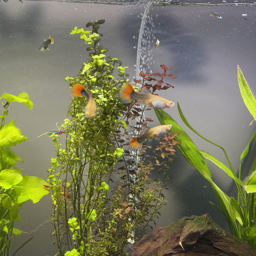 Guppy mâles et femelles