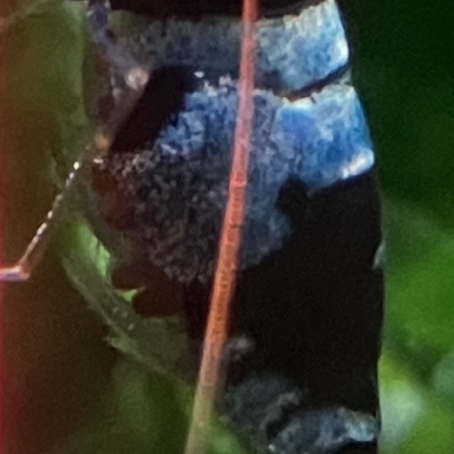 Caridina taitibee panda blue shadow
